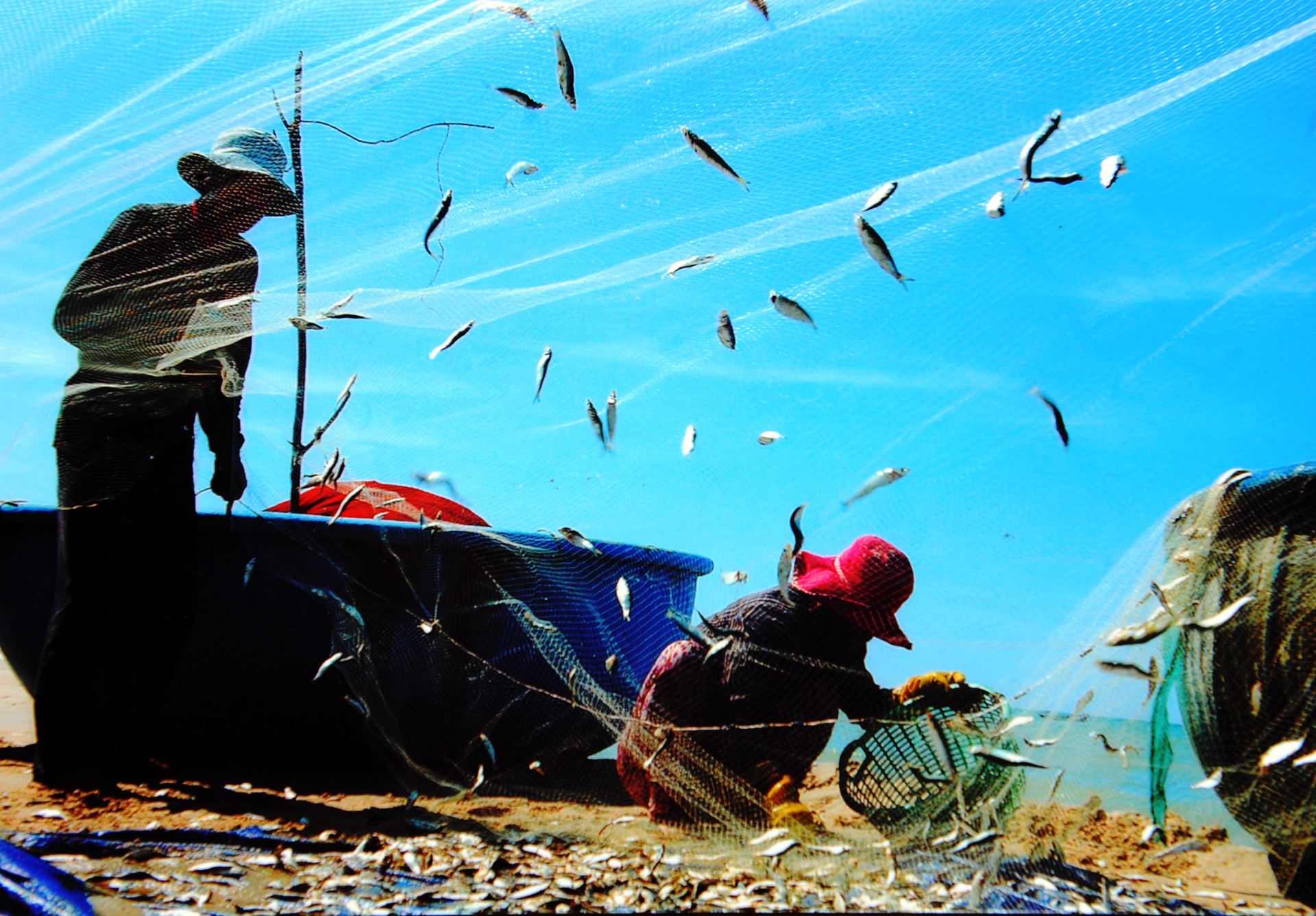 Ngư dân vui mùa cá “Rừng vàng, biển bạc là đây - Hăng say lao động, cá đầy thêm vui”